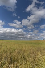 Ripe rape field (Brassica napus), cloudy sky Mecklenburg-Vorpommern, Germany, Europe