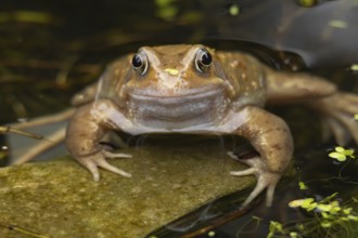 Common frog (Rana temporaria) adult in a garden pond in the spring, Suffolk, England, United