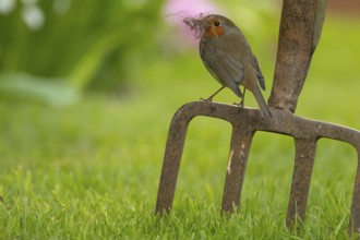 European robin (Erithacus rubecula) adult bird on a garden fork with nesting material in its beak