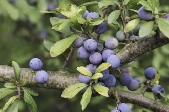 Blackthorn (Prunus spinosa), branch with fruit, North Rhine-Westphalia, Germany, Europe