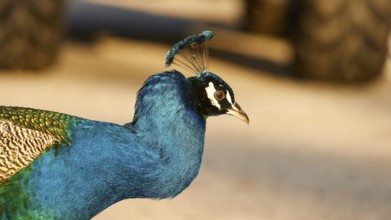 Side view of a peacock (pavo) with bright blue and green feathers, the fine details are clearly
