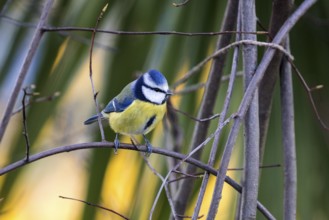 Blue tit (Cyanistes caeruleus), sitting on a branch, Baden-Württemberg, Germany, Europe