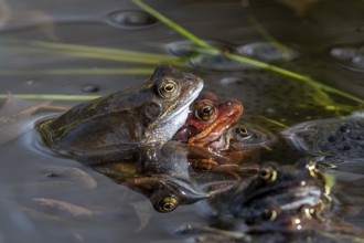 European common brown frogs (Rana temporaria) in amplexus gathering in pond among frogspawn during