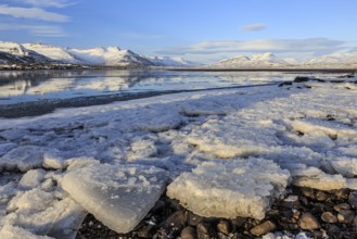 Ice floes on the shore of a fjord in front of snowy mountains, sunny, Breiddalsvik, East Fjords,