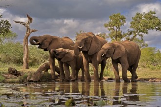 African elephant (Loxodonta africana), adult, juvenile, group, at the water, drinking, Kruger