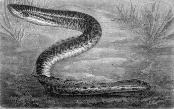 River lamprey, Lampetra fluviatilis, historical, digital reproduction of an original from the 19th