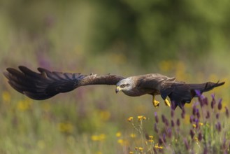 Black kite (Milvus migrans), flight photo, Hides De Calera / Steppe Raptors, Nussloch, Castilla La