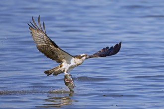 Western osprey (Pandion haliaetus) catching fish in its talons from water surface of lake in late