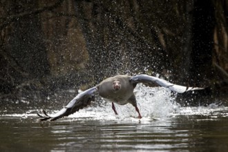Greylag goose, graylag goose (Anser anser) taking off from water surface of lake