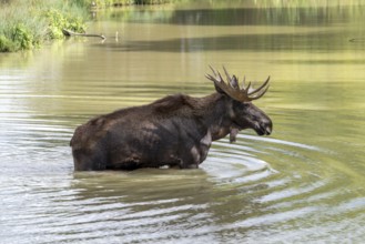 Moose, elk (Alces alces) bull, male with fully developed antlers standing in shallow water of pond