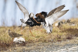 Ruff (Calidris pugnax) two males in breeding plumage at lek, fighting over female, Pokka, Finnish