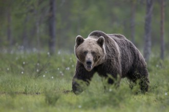 Brown bear (Ursus arctos) in the Finnish taiga, Kuusamo, Finland, Europe