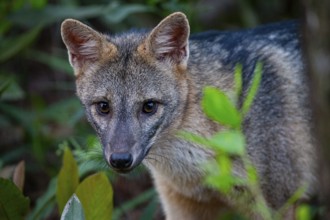 South American forest fox (Cerdocyon thous) Pantanal Brazil