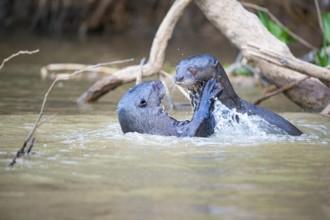 Giant otter (Pteronura brasiliensis) Pantanal Brazil