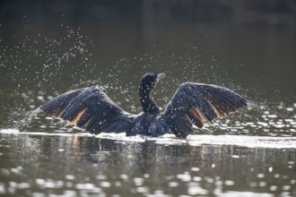 Cormorant (Phalacrocorax carbo) Germany