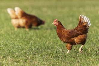 A brown hen looks to the right, in the background another hen, domestic chicken,