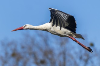 A stork flies fast through the sky, wings pulled back, white stork (Ciconia ciconia), wildlife,