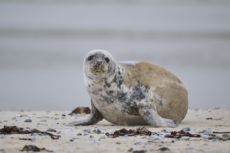 Grey seal (Halichoerus grypus) lying on the beach, Düne, Helgoland, Schleswig-Holstein, Germany,