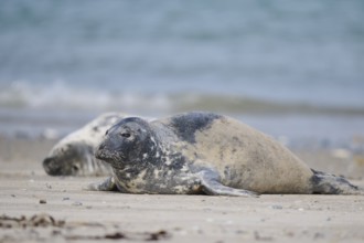 Grey seal (Halichoerus grypus) lying on the beach, Düne, Helgoland, Schleswig-Holstein, Germany,