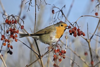 European robin (Erythacus rubecula), eating red berries, Canton Zug, Switzerland, Europe