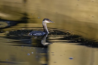 Slavonian grebe (Podiceps auritus), adult, in a white plumage, winter plumage, swimming in Lake