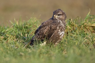 Common buzzard (Buteo buteo), sitting in a meadow, Switzerland, Europe