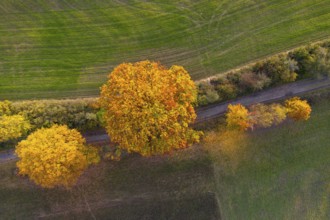 Aerial view, drone photo: Trees in yellow and red autumn colours on a hiking trail between