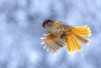Siberian jay (Perisoreus infaustus, Corvus infaustus) in flight during snowfall in snow covered