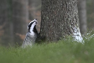 Badger in the snow, Wittlich, Rhineland-Palatinate, Germany, Europe