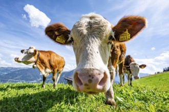 Three young curious calves (Bos primigenius taurus), cows on an alpine meadow, stretching their