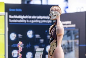 Human body model with muscles and organs for biology lessons. Scientific teaching aid from Hedinger