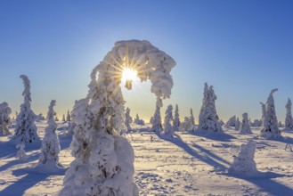 Tykky forest, snow covered spruce trees on the taiga in winter, Riisitunturi National Park in