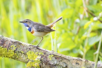 Bluethroat (Luscinia svecica cyanecula) Male Germany