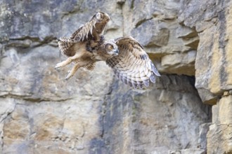 Eurasian Eagle-owl (Bubo bubo) young birds in the rock face Germany