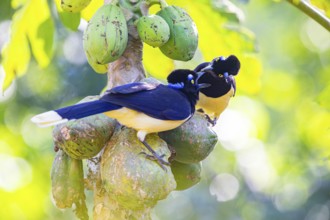 Plush-crested jay (Cyanocorax chrysops) Pantanal Brazil