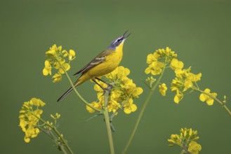A yellow wagtail sits in spring in a flowering rape field near Frankfurt am Main, Frankfurt am