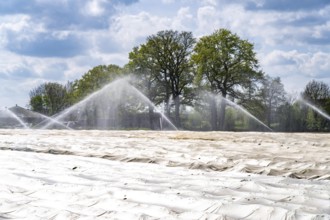 Irrigation of strawberries, field cultivation, on the Lower Rhine near Alpen North