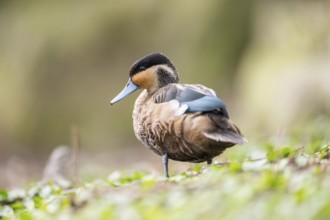Blue-billed teal (Spatula hottentota) standing on a meadow, Bavaria, Germany, Europe