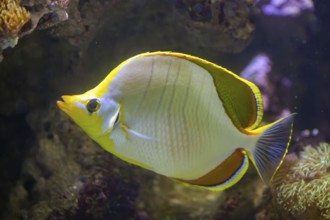 Ornate butterflyfish (Chaetodon ornatissimus) swimming under water, captive, Germany, Europe