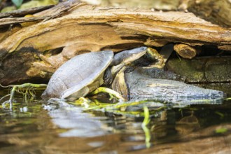 Austro-South American side-neck turtle (Chelodina mccordi) beside a little lake, captive, Germany,