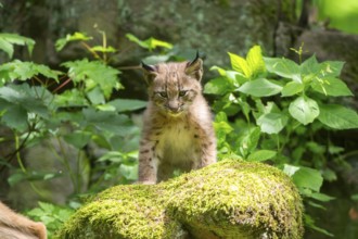 Eurasian lynx (Lynx lynx) cub (youngster) in a forest, Bavaria, Germany, Europe
