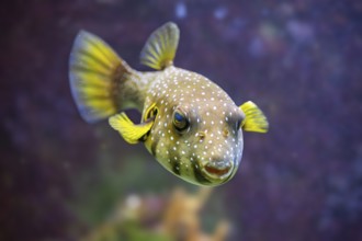 White-spotted puffer fish (Arothron hispidus) swimming under water, captive, Germany, Europe