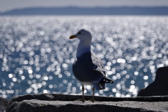 Seagull in front of the glittering waters of the Baltic Sea, Mecklenburg-Vorpommern, Germany,