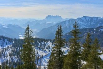 Snow-covered mountain landscape with fir trees in the foreground, Steinplatte, Waidring, Tyrol,