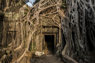 Ta Prohm, Angkor Wat, Angkor, UNESCO World Heritage Site, Siem Reap, Cambodia, Indochina, Southeast
