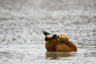 Ruddy shelduck (Tadorna ferruginea) Germany