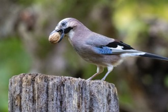 Eurasian jay /Garrulus glandarius) Germany
