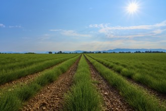 Extensive lavender field (Lavandula), blue sky and trees in the background, summer, Valensole,