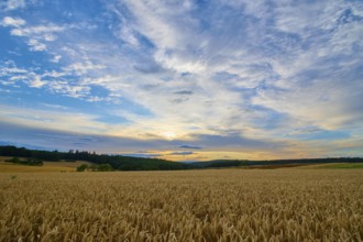 A wheat field (Triticum), in the foreground, surrounded by forest under an evening sky with clouds,