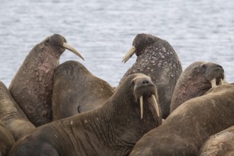 Walrus (Odobenus rosmarus), walrus, Kiepertøya, Svalbard and Jan Mayen archipelago, Norway, Europe